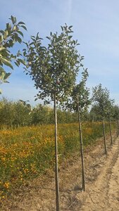 Malus d. 'Cox's Orange Pippin' 12-14 Hoogstam wortelgoed 2 X verplant - afbeelding 6