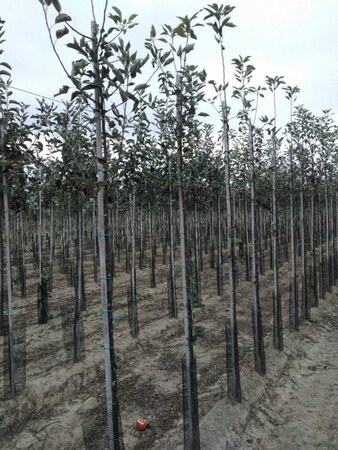Malus d. 'Cox's Orange Pippin' 6-8 Hoogstam wortelgoed - afbeelding 7