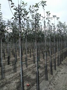 Malus d. 'Cox's Orange Pippin' 6-8 Hoogstam wortelgoed - afbeelding 7