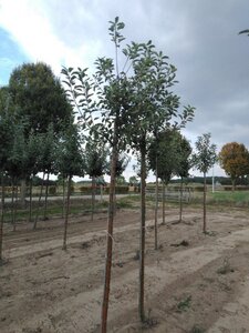 Malus d. 'Elstar' (Laat) 12-14 STA BR 2 X V - image 2