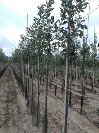 Malus d. 'Elstar' (Laat) 6-8 Hoogstam wortelgoed - afbeelding 5
