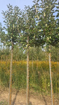 Malus d. 'Geheimrat Dr Oldenburg' 12-14 Hoogstam wortelgoed 2 X verplant - afbeelding 2