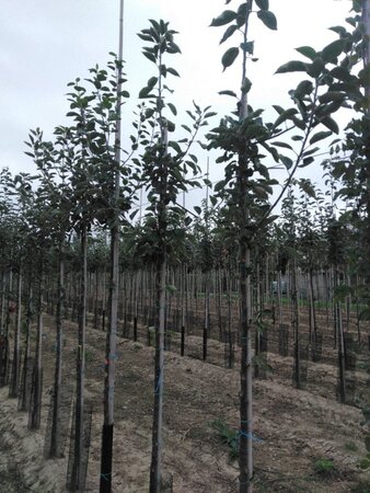 Malus d. 'Geheimrat Dr Oldenburg' 6-8 Hoogstam wortelgoed - afbeelding 2