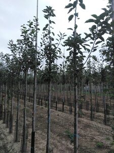 Malus d. 'Geheimrat Dr Oldenburg' 6-8 Hoogstam wortelgoed - afbeelding 2