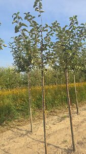 Malus d. 'Geheimrat Dr Oldenburg' 8-10 Hoogstam wortelgoed - afbeelding 2