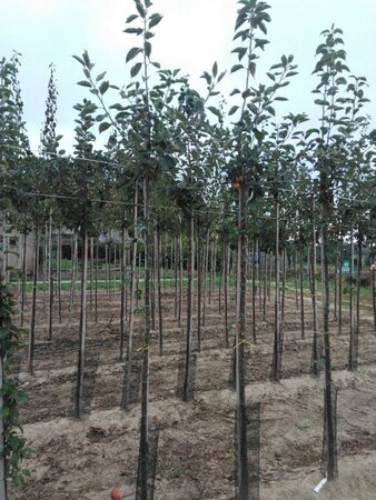 Malus d. 'Geheimrat Dr Oldenburg' 8-10 Hoogstam wortelgoed - afbeelding 3