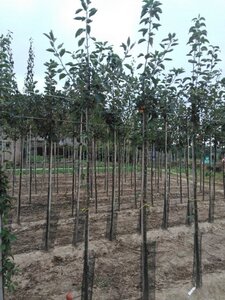 Malus d. 'Geheimrat Dr Oldenburg' 8-10 Hoogstam wortelgoed - afbeelding 3