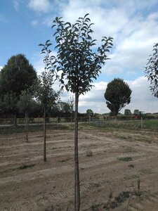 Malus d. 'Gloster' 10-12 Hoogstam wortelgoed - afbeelding 8