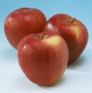 Malus d. 'Gloster' 10-12 Hoogstam wortelgoed - afbeelding 6