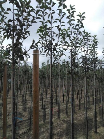 Malus d. 'Gloster' 10-12 Hoogstam wortelgoed - afbeelding 7