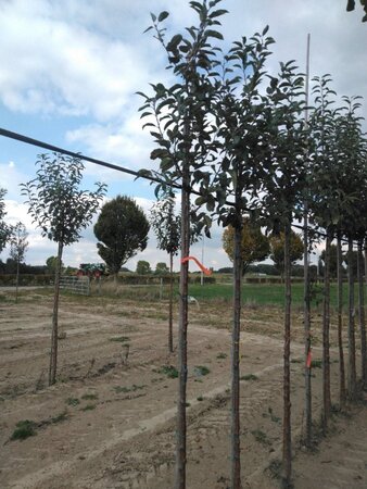 Malus d. 'Gloster' 6-8 Hoogstam wortelgoed - afbeelding 7