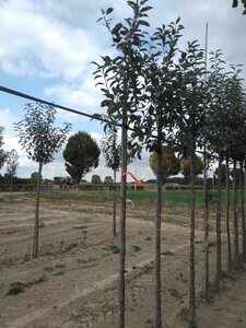 Malus d. 'Gloster' 6-8 Hoogstam wortelgoed - afbeelding 7