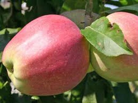 Malus d. 'Gloster' 6-8 Hoogstam wortelgoed - afbeelding 5