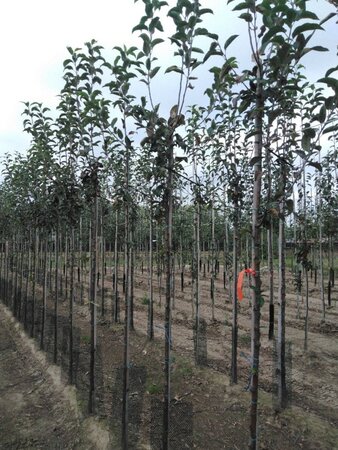 Malus d. 'Gloster' 6-8 Hoogstam wortelgoed - afbeelding 6