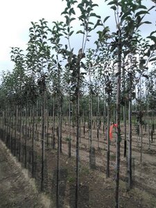 Malus d. 'Gloster' 6-8 Hoogstam wortelgoed - afbeelding 6