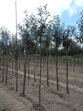 Malus d. 'Gloster' 8-10 Hoogstam wortelgoed - afbeelding 6
