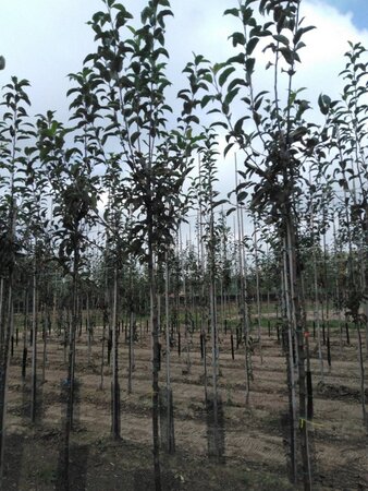 Malus d. 'Gloster' 8-10 Hoogstam wortelgoed - afbeelding 5