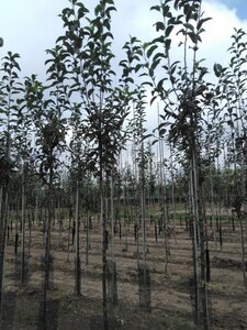 Malus d. 'Gloster' 8-10 Hoogstam wortelgoed - afbeelding 5
