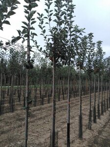 Malus d. Goldparmäne 10-12 Hoogstam wortelgoed - afbeelding 3