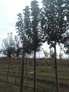 Malus d. Goldparmäne 10-12 Hoogstam wortelgoed