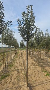 Malus d. Goldparmäne 12-14 Hoogstam wortelgoed 2 X verplant