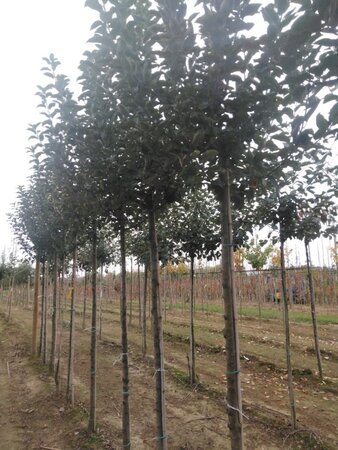 Malus d. Goldparmäne 12-14 Hoogstam wortelgoed 2 X verplant - afbeelding 2