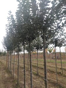 Malus d. Goldparmäne 12-14 STA BR 2 X V - image 2