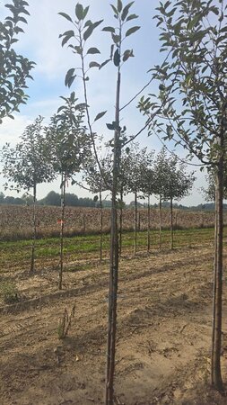 Malus d. Goldparmäne 6-8 Hoogstam wortelgoed - afbeelding 1