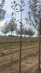 Malus d. Goldparmäne 6-8 STA BR