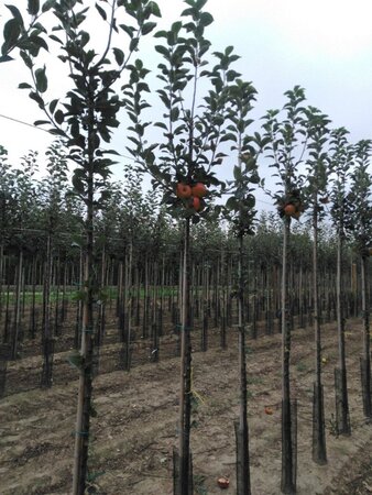 Malus d. Goldparmäne 8-10 Hoogstam wortelgoed - afbeelding 1