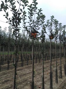Malus d. Goldparmäne 8-10 Hoogstam wortelgoed