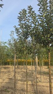 Malus d. Goldparmäne 8-10 Hoogstam wortelgoed - afbeelding 2