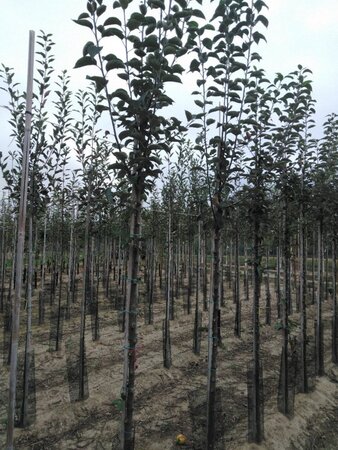 Malus d. 'Holstein' 10-12 Hoogstam wortelgoed - afbeelding 1