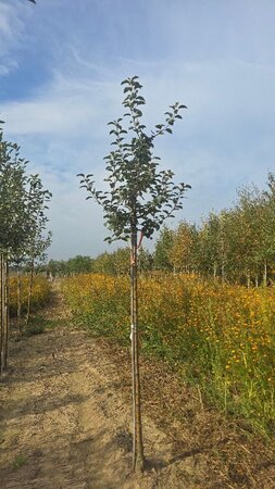Malus d. 'Holstein' 10-12 Hoogstam wortelgoed - afbeelding 2