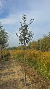 Malus d. 'Holstein' 10-12 Hoogstam wortelgoed - afbeelding 2