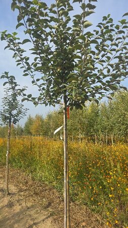 Malus d. 'Holstein' 14-16 Hoogstam wortelgoed 2 X verplant