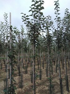 Malus d. 'Holstein' 6-8 Hoogstam wortelgoed
