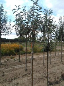 Malus d. 'Idared' 6-8 Hoogstam wortelgoed - afbeelding 6