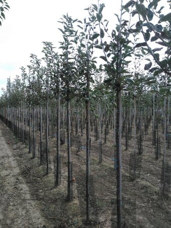 Malus d. 'Idared' 6-8 Hoogstam wortelgoed - afbeelding 5