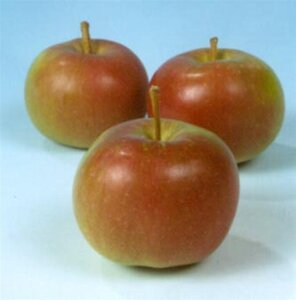 Malus d. 'Idared' 6-8 STA BR - image 4