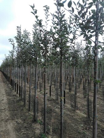Malus d. 'Idared' 8-10 Hoogstam wortelgoed - afbeelding 5