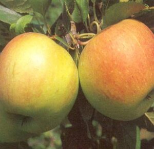 Malus d. 'James Grieve' 10-12 Hoogstam wortelgoed - afbeelding 2