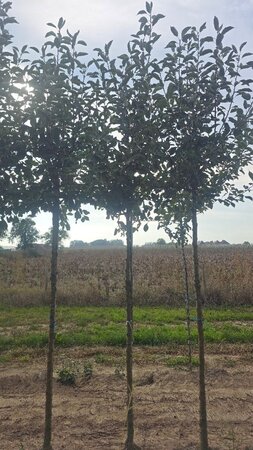 Malus d. 'James Grieve' 12-14 Hoogstam wortelgoed 2 X verplant - afbeelding 2
