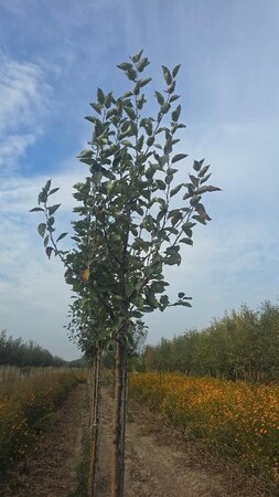 Malus d. 'James Grieve' 8-10 Hoogstam wortelgoed - afbeelding 2