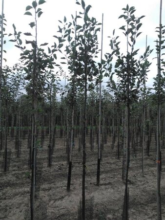 Malus d. 'James Grieve' 8-10 Hoogstam wortelgoed - afbeelding 5
