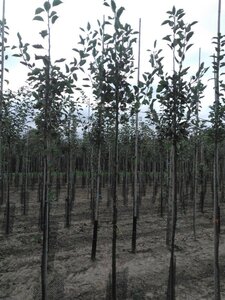 Malus d. 'James Grieve' 8-10 Hoogstam wortelgoed - afbeelding 5