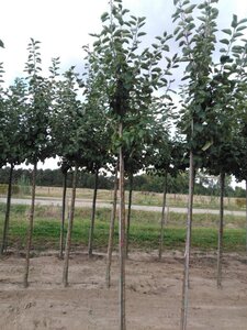Malus d. 'Jacques Lebel' 10-12 Hoogstam wortelgoed - afbeelding 8