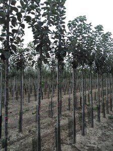 Malus d. 'Jacques Lebel' 10-12 Hoogstam wortelgoed - afbeelding 7