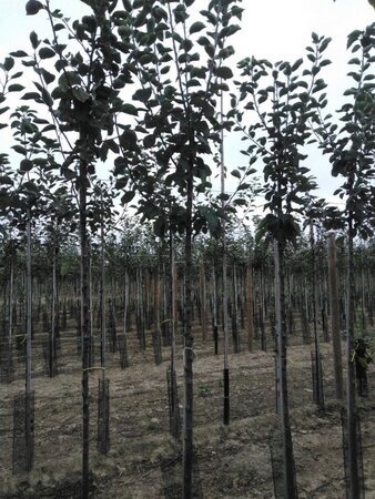 Malus d. 'Jacques Lebel' 12-14 Hoogstam wortelgoed 2 X verplant - afbeelding 4