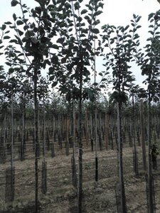 Malus d. 'Jacques Lebel' 12-14 Hoogstam wortelgoed 2 X verplant - afbeelding 4